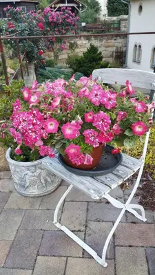 Ein Garten an der Unterkunft Luxuriöse FeWohnung Felsenblick
