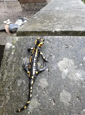 Grundriss der Unterkunft Ferienwohnung Salamander