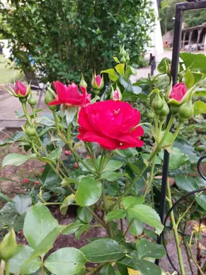 Ein Garten an der Unterkunft Waldesruh