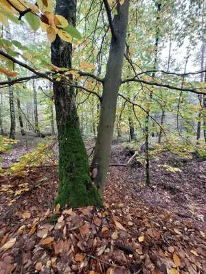 Naturlandschaft in der Nähe der Ferienwohnung
