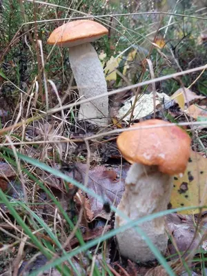 Grundriss der Unterkunft Waldesruh