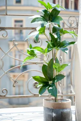 Ein Balkon oder eine Terrasse in der Unterkunft 1-Raum-Wohnung zentral gelegen