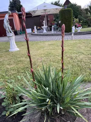 Ein Garten an der Unterkunft Ferienwohnung ILSENHOF