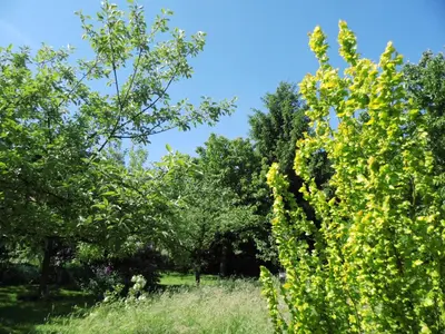 Ein Garten an der Unterkunft NaturflairHaus