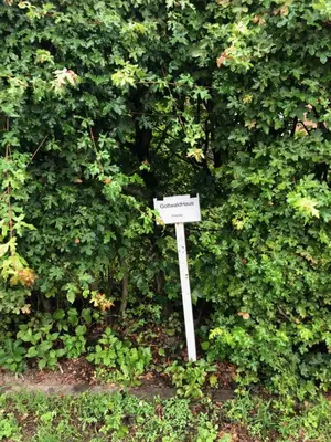 Ein Garten an der Unterkunft GottwaldHaus-Freiberg-Apartment / B