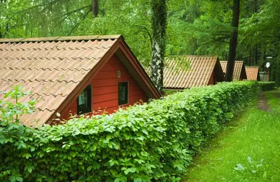 Ein Garten an der Unterkunft Waldidylle - Bungalows an der Talsperre Kriebstein