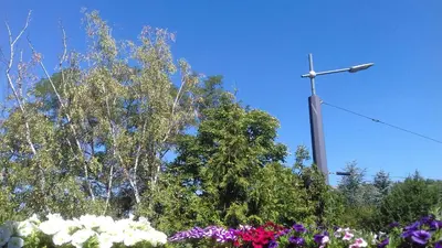 Ein Garten an der Unterkunft Pension Lehmann