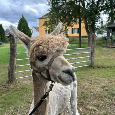 Gelbes Haus Seenland Ferienwohnungen XL