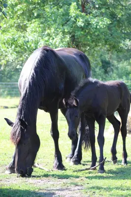 Tiere in der Ferienwohnung oder in der Nähe