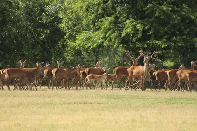 Tiere in der Ferienwohnung oder in der Nähe