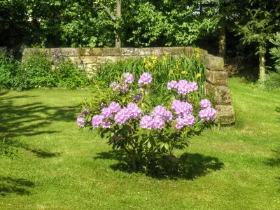 Ein Garten an der Unterkunft Am Lindenbaum