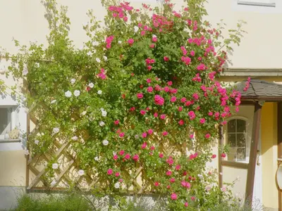 Ein Garten an der Unterkunft Am Lindenbaum
