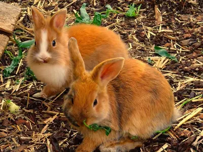 Tiere in der Ferienwohnung oder in der Nähe