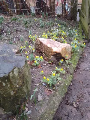 Ein Garten an der Unterkunft Ruhig und spartanisch Wohnen im Denkmal