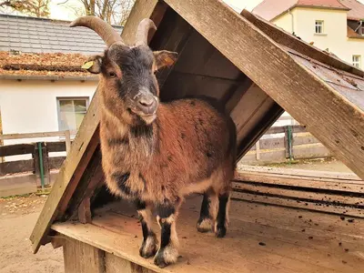 Tiere in der Ferienwohnung oder in der Nähe