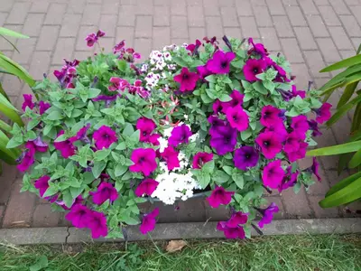 Ein Garten an der Unterkunft Haus zur Sonne