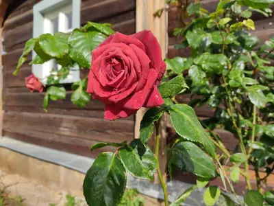 Ein Garten an der Unterkunft Flachshäusl