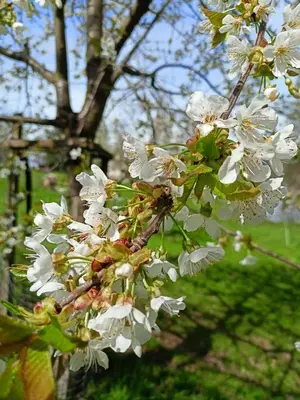Ein Garten an der Unterkunft Wolfsgrund 14