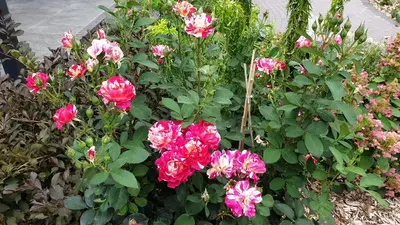 Ein Garten an der Unterkunft Ferienapartments Pension Elsternest