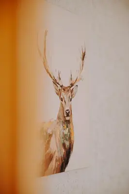 Tiere in der Pension oder in der Nähe