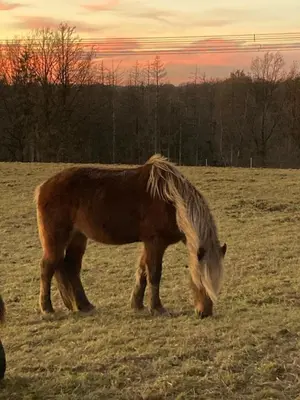 Tiere in der Ferienwohnung oder in der Nähe