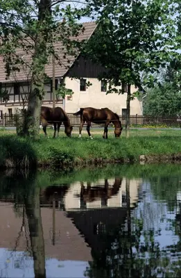 Tiere in der Pension oder in der Nähe