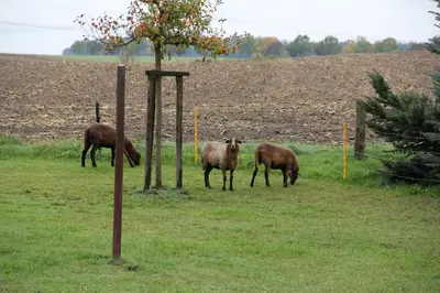 Tiere in der Pension oder in der Nähe