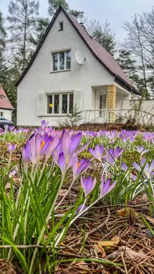Ein Garten an der Unterkunft Ferienhaus am weißen Adler