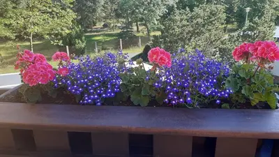 Ein Garten an der Unterkunft Ferienwohnung Ankert