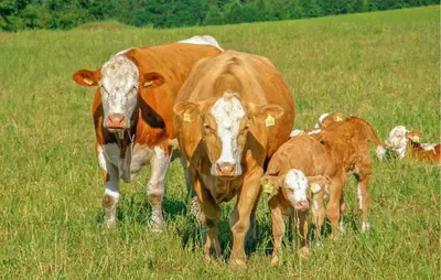 Tiere in der Ferienwohnung oder in der Nähe