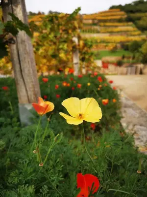 Ein Garten an der Unterkunft Bambus, Jungle, Dachterrasse & bequem bis Zentrum