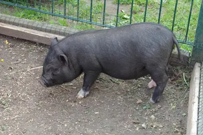 Tiere im Hotel oder in der Nähe