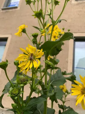 Ein Garten an der Unterkunft Ferienwohnung Zur fleißigen Biene