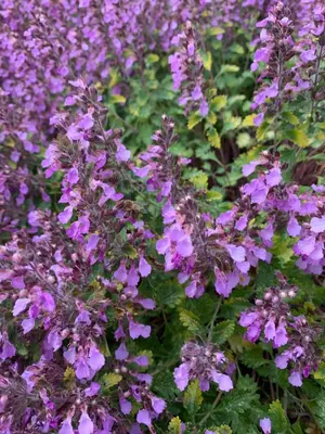 Ein Garten an der Unterkunft Ferienwohnung Zur fleißigen Biene