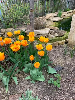 Ein Garten an der Unterkunft Ferienwohnung Zur fleißigen Biene