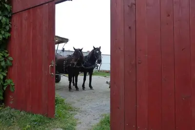 Tiere in der Ferienwohnung oder in der Nähe