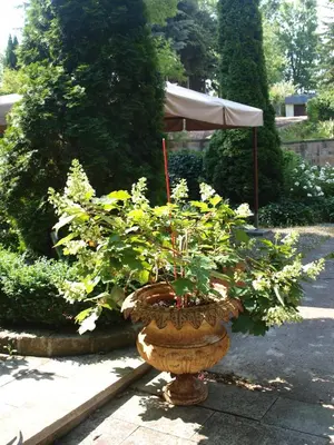 Ein Garten an der Unterkunft Pension zur Königlichen Ausspanne Dresden