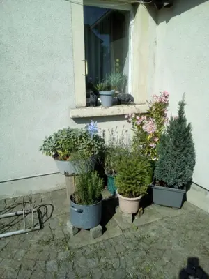 Ein Garten an der Unterkunft Ferienwohnung Monteurzimmer Bretnig WiFi Waschmaschine Parklpatz kostenlos