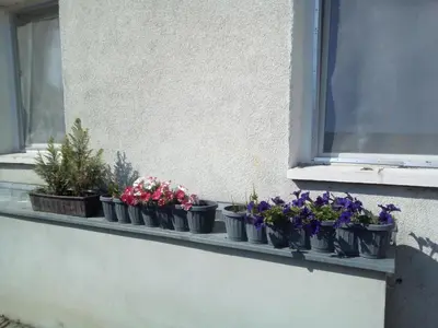 Ein Garten an der Unterkunft Ferienwohnung Monteurzimmer Bretnig WiFi Waschmaschine Parklpatz kostenlos