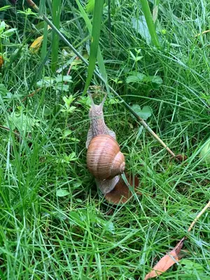 Tiere im Ferienhaus oder in der Nähe