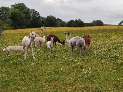 Tiere in der Ferienwohnung oder in der Nähe