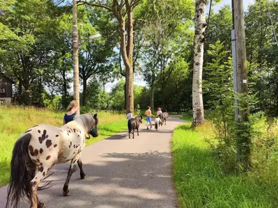 Tiere in der Ferienwohnung oder in der Nähe