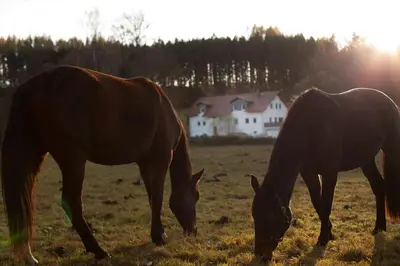 Tiere in der Ferienwohnung oder in der Nähe