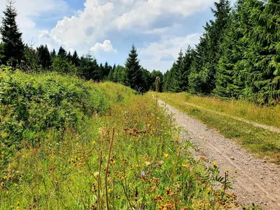 Naturlandschaft in der Nähe der Ferienwohnung
