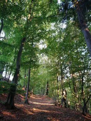 Naturlandschaft in der Nähe der Ferienwohnung