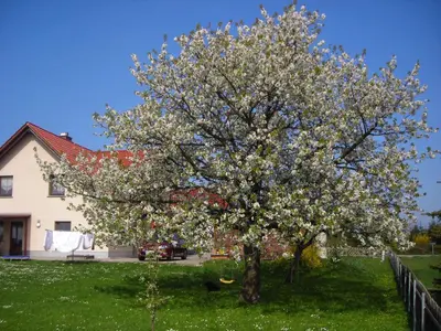 Ein Garten an der Unterkunft Ferienwohnung Gisela Kästner Stolpen
