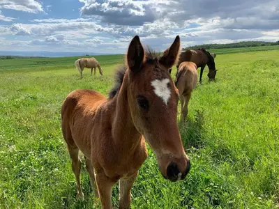Tiere in der Ferienwohnung oder in der Nähe