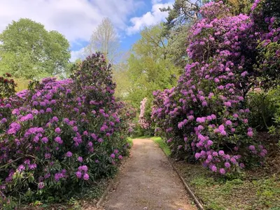Ein Garten an der Unterkunft Ferienwohnung am kleinen Bärenstein 01796 Struppen OT Thürmsdorf Thürmsdorfer Str 28
