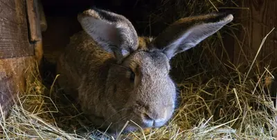 Tiere in der Ferienwohnung oder in der Nähe