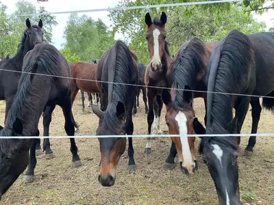 Tiere in der Ferienwohnung oder in der Nähe